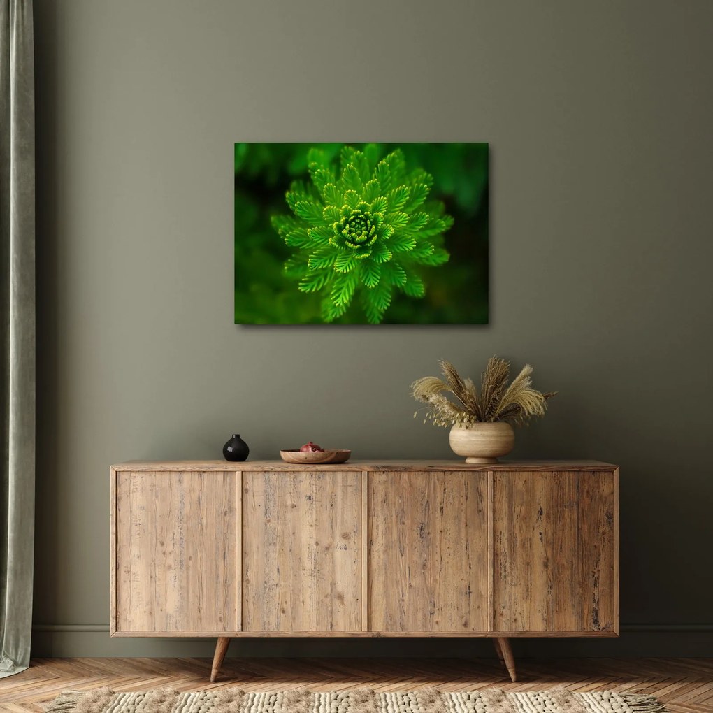 Tűlevelű képé (70x50 cm)