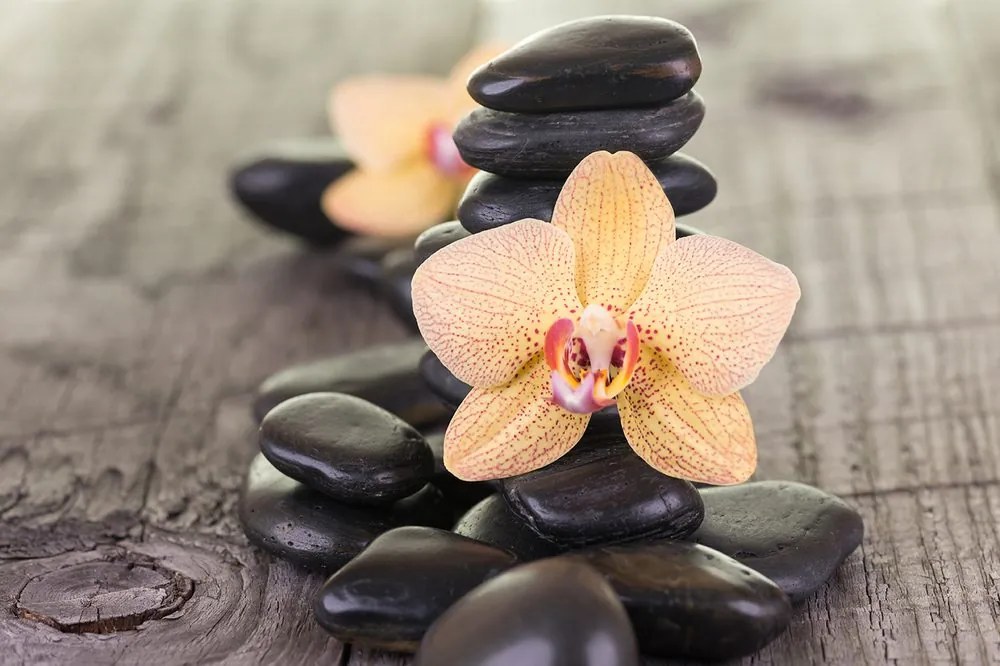 Fotótapéta sárga orchidea Zen kövek