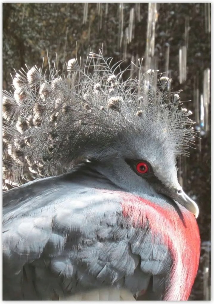 Poszterek 70x100 Színes madár