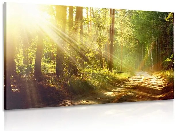 Kép napsugár erdőben