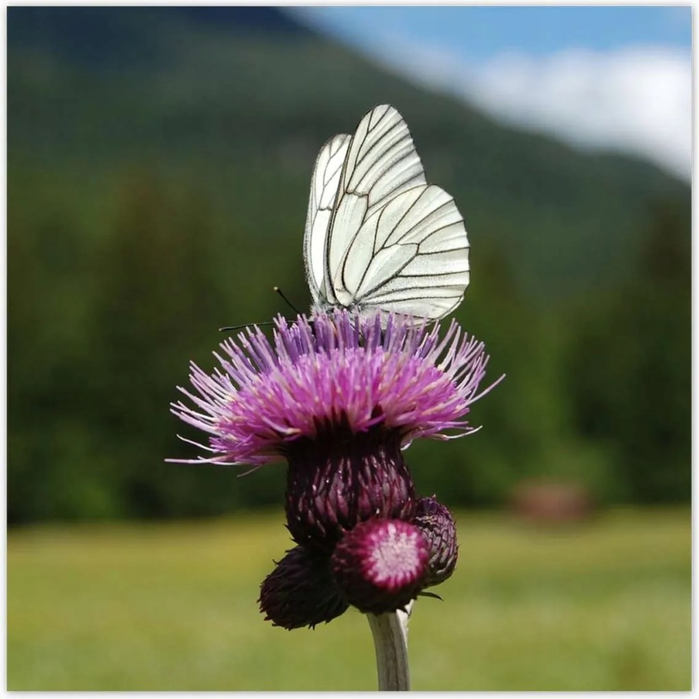 Poszterek 100x100 Fehér káposzta