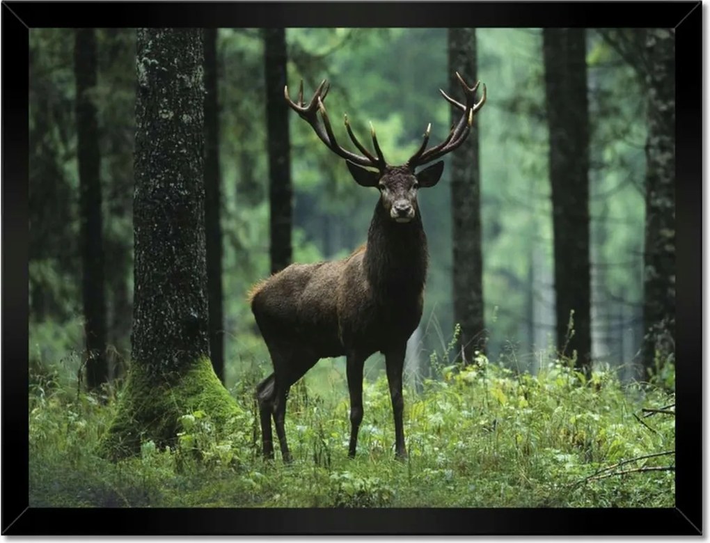 Poszterek keretben 40x30 Szarvas Erdő Tájkép