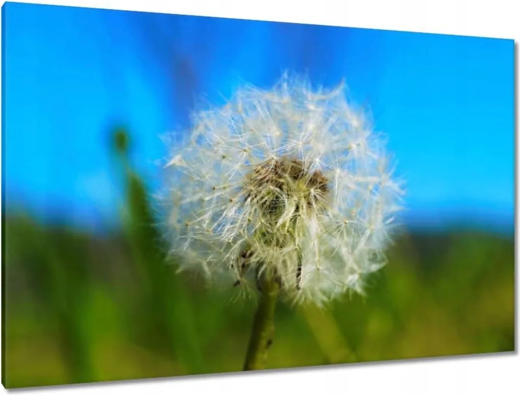 Vászonkép 120x80 Pitypang Virág Virágok