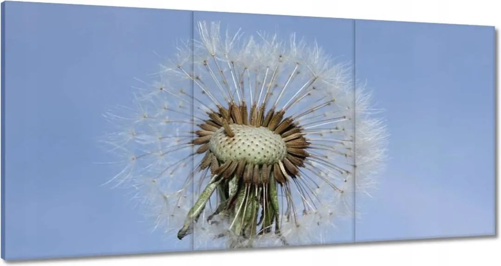 Vászonkép 180x90 Pitypang Virág Virágok