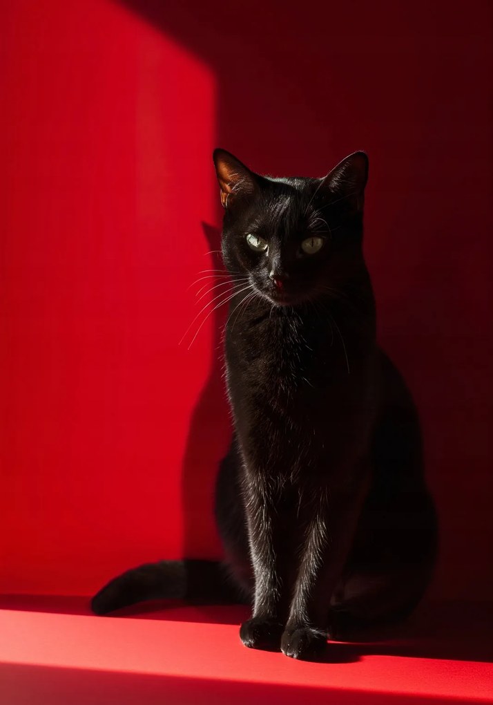 Poszter 70x100cm Elegancia az árnyékban