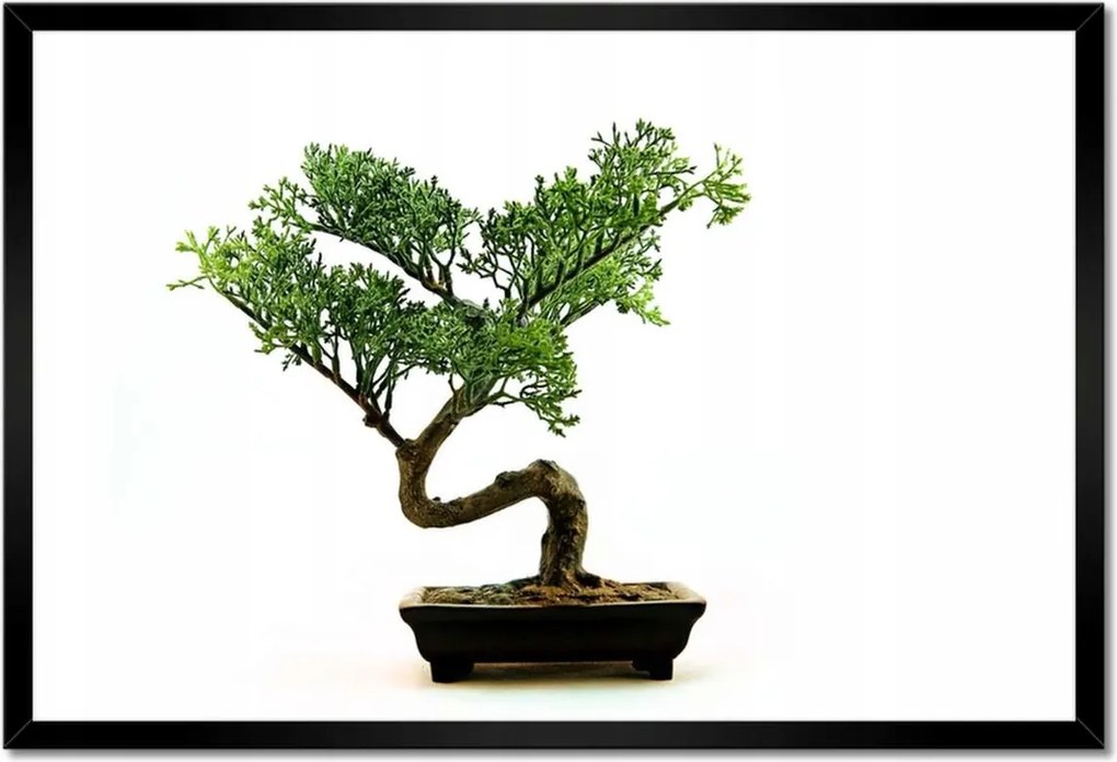 Poszterek keretben 60x40 Bonzai fa