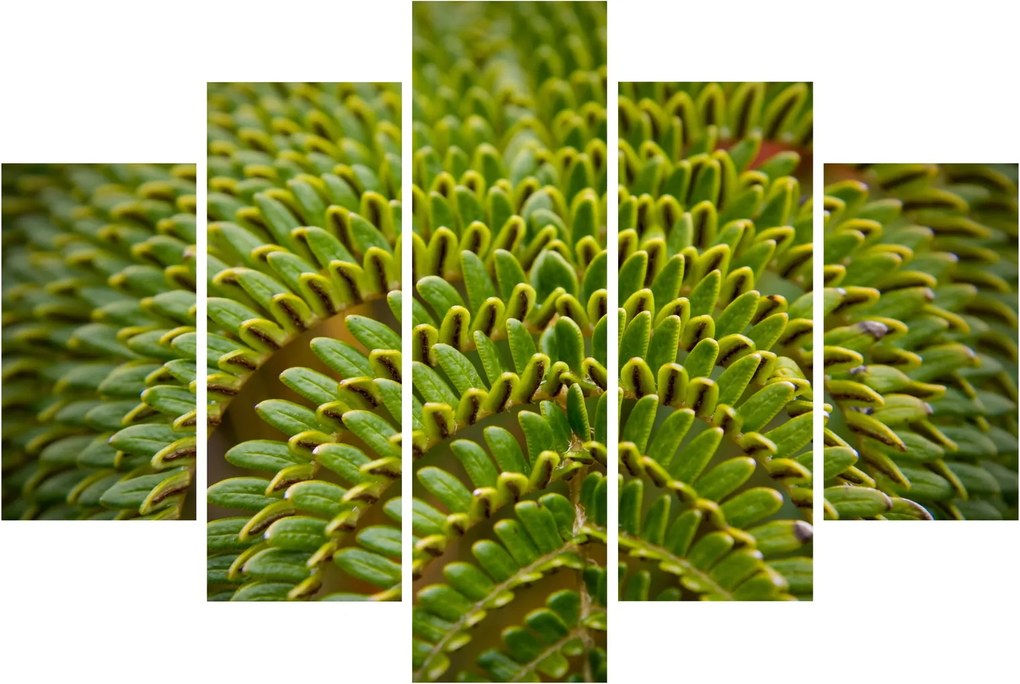 Kép - Fern (150x105 cm)