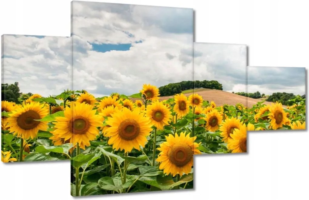 Vászonkép 130x80 Tájkép napraforgókkal