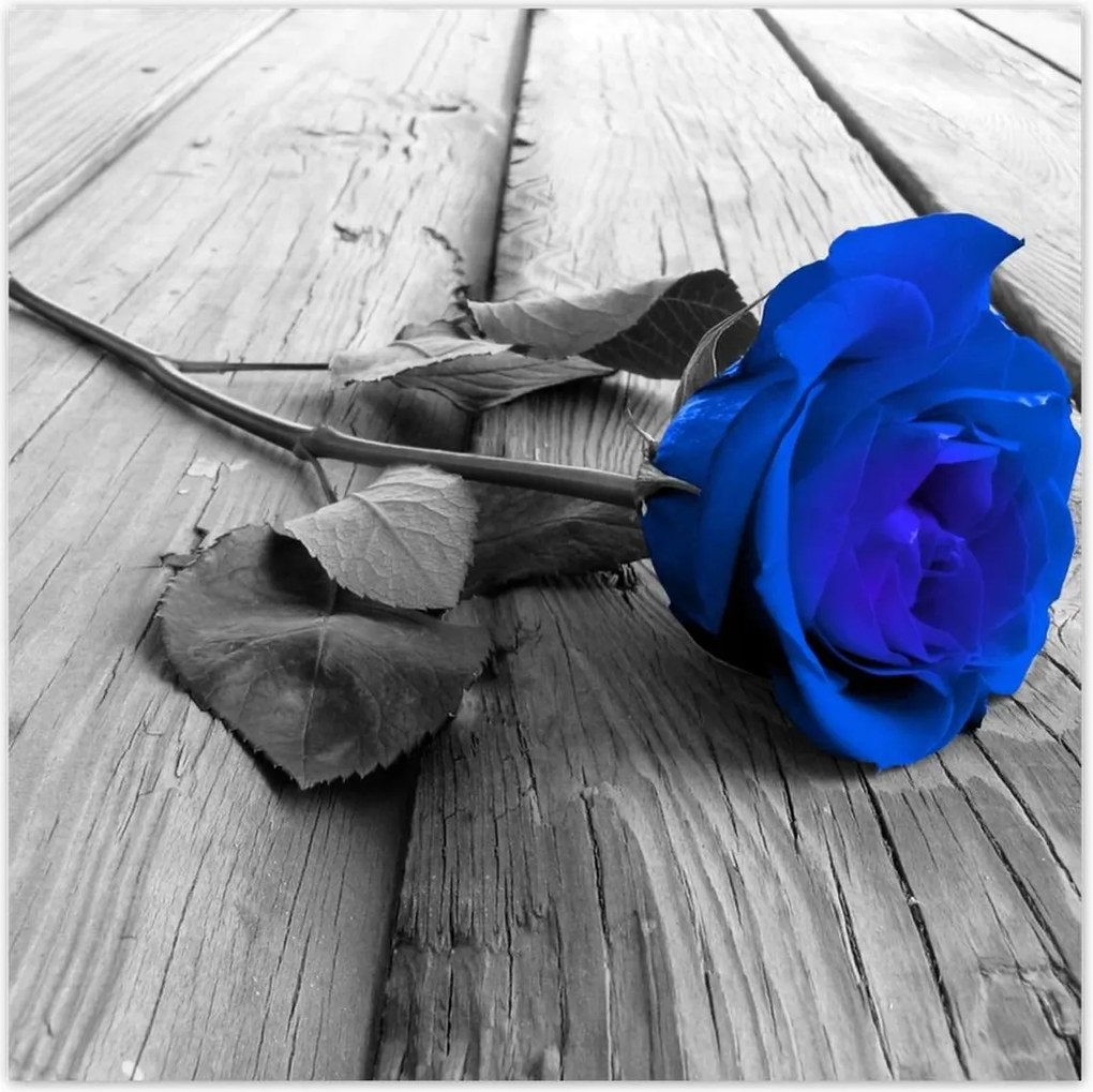 Fotótapéták 208x208 Kék rózsa Ajándék