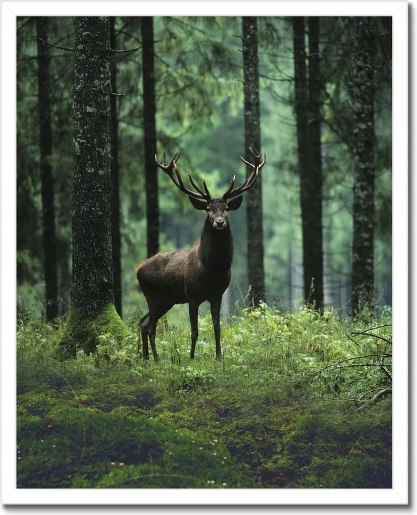 Poszterek keretben 40x50 Gyönyörű szarvas a fák között