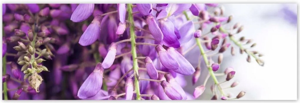 Poszterek 200x66 Lila virágok Virágok