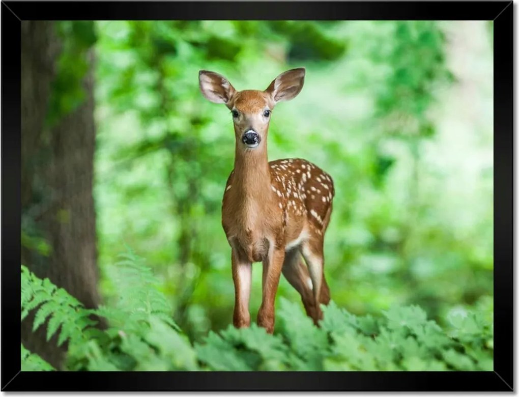 Poszterek keretben 40x30 Szarvas az erdőben Erdő