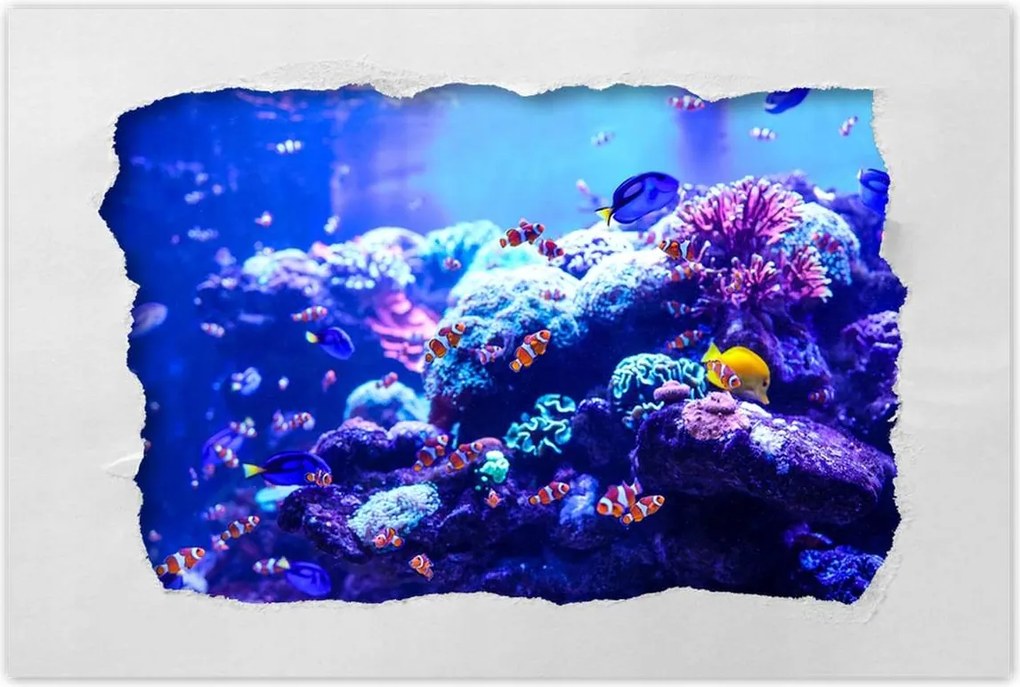 Poszterek 90x60 Nemo halak vízi élete