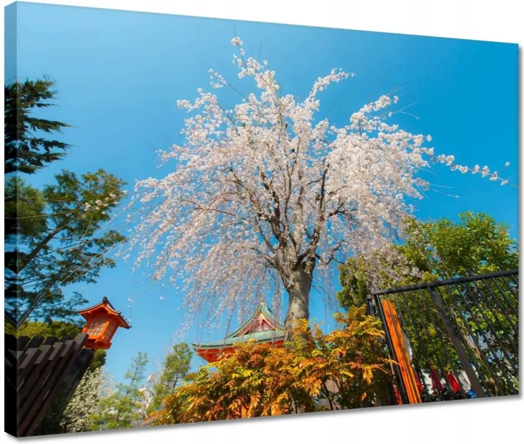 Vászonkép 40x30 Virágzó cseresznye