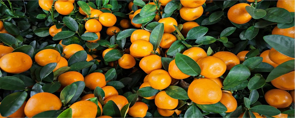 Modern üvegpanel a konyhába Mandarin XXL