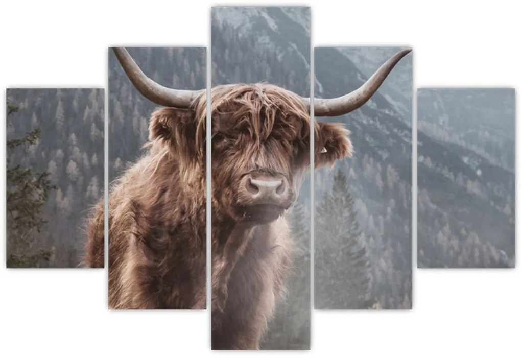 Kép - Highlander tehén (150x105 cm)