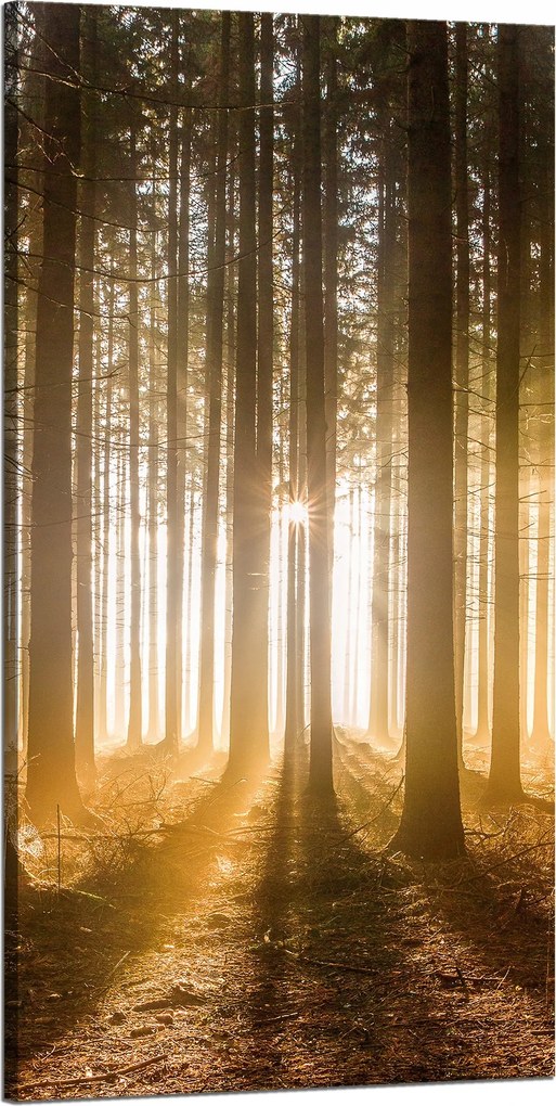 Vászonkép Nap az erdőben Fény fák 60x120 cm