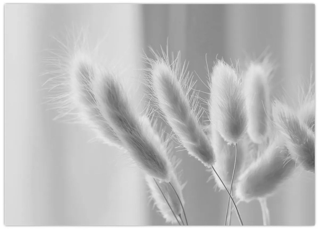 Üveg kép - Nyuszi farok fű (70x50 cm)