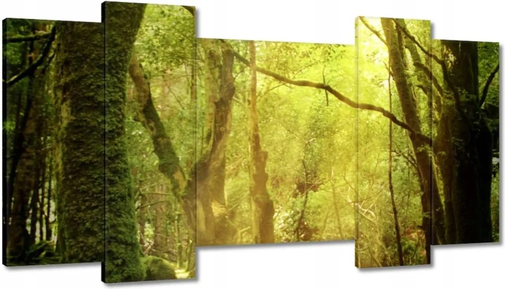 Festmények 120x65 Varázslatos erdő Tájkép