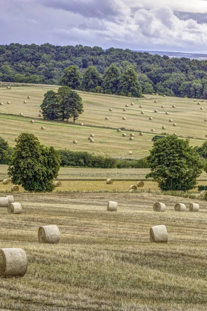 Poszter 40x60cm Szénakazalok a mezőkön, Assaf Frank