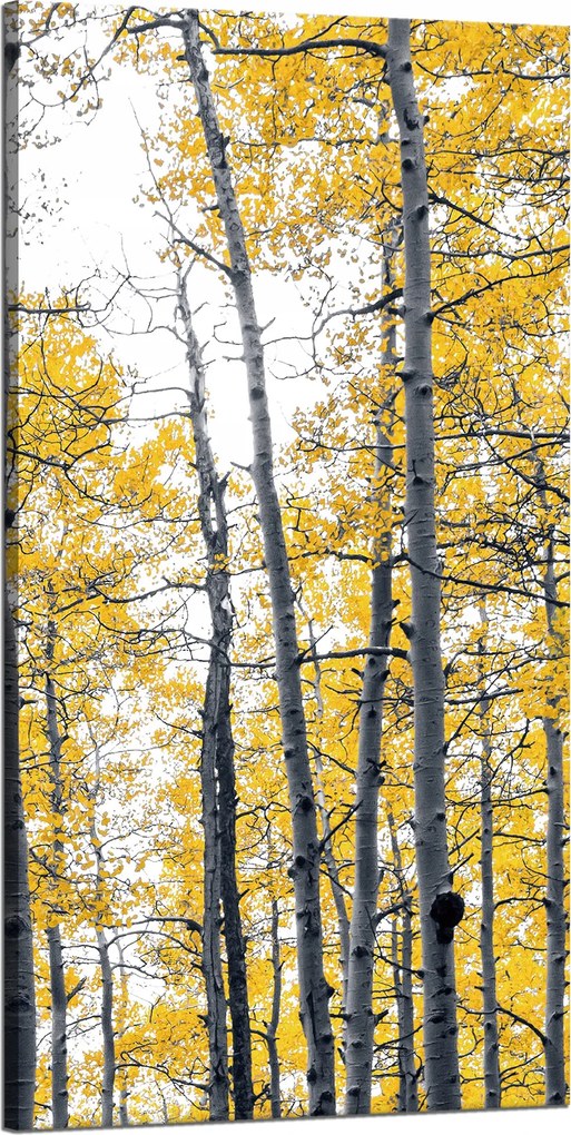 Vászonkép Nyírfák Sárga levelek Természet Tavasz 60x120 cm