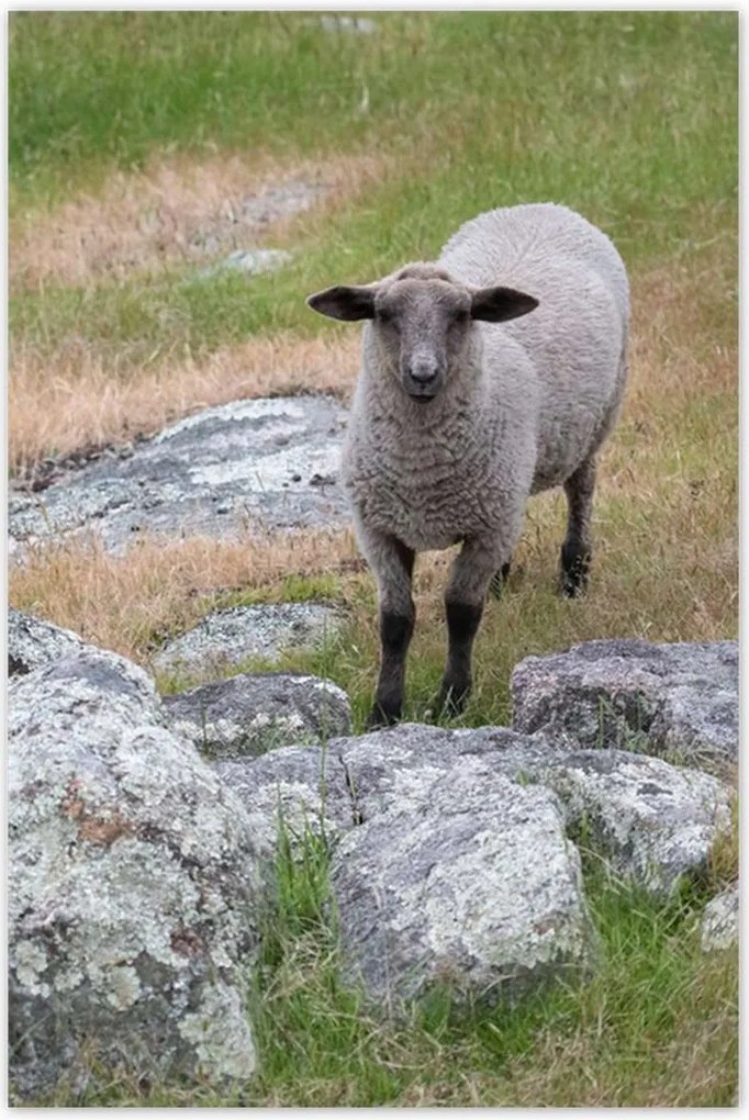 Poszterek 80x120 Juh legeltetés Bárányok Juhok