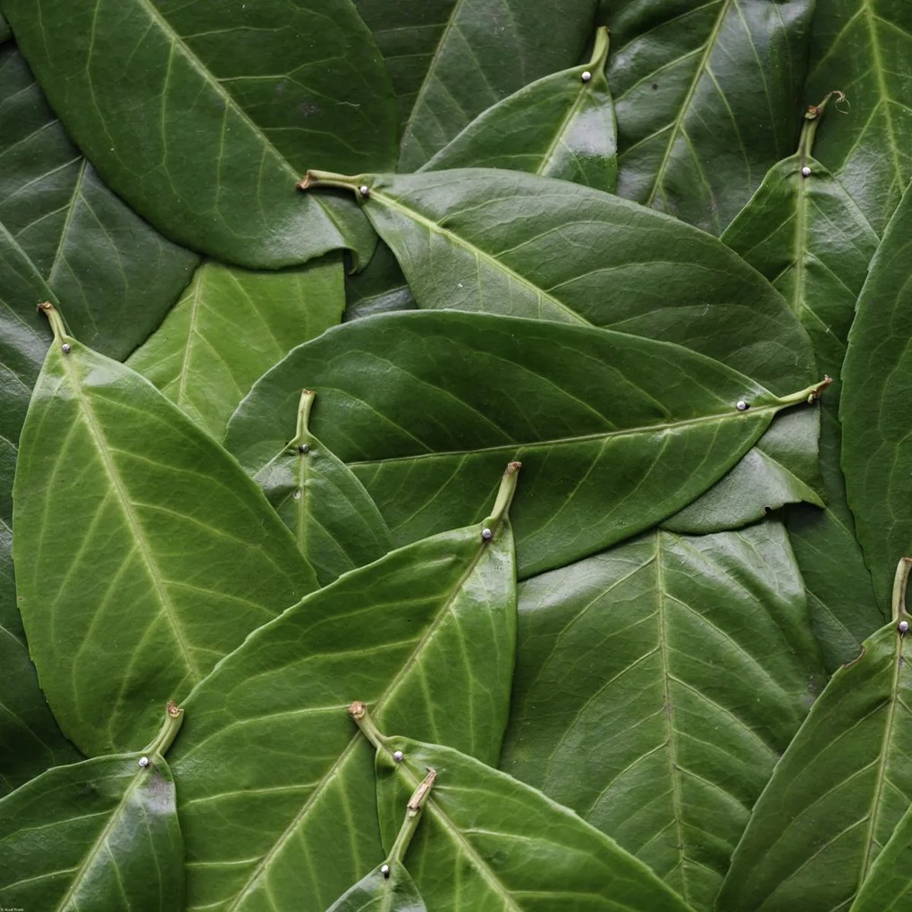 Poszter 70x70cm Zöld levelek, Assaf Frank