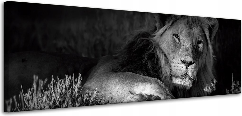 Vászonkép Sötét színek Oroszlán nyugalom 120x40 cm Ideális ajándék