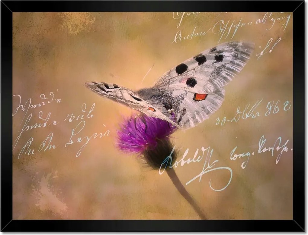 Poszterek keretben 40x30 Szeretem a pillangókat