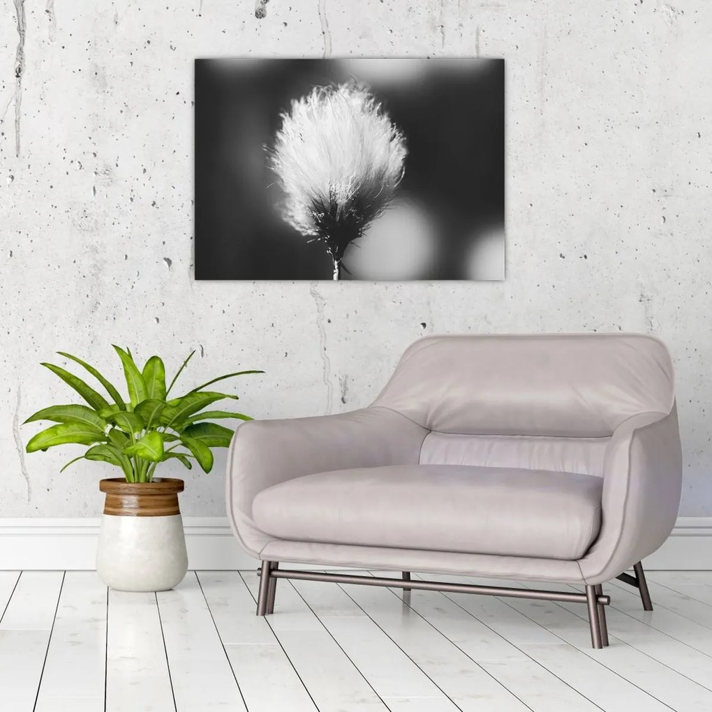 Kép - Fekete-fehér pamutfű (70x50 cm)