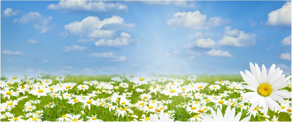 A virágzó rét százszorszépekkel képe (120x50 cm)