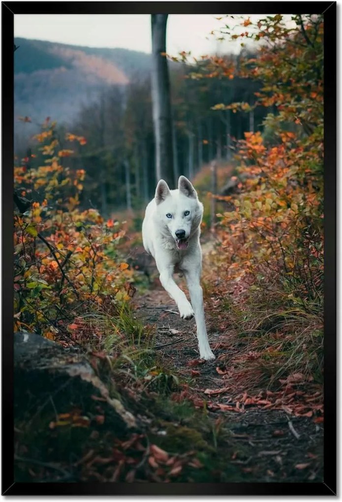 Poszterek keretben 40x60 Kutya Kutyák