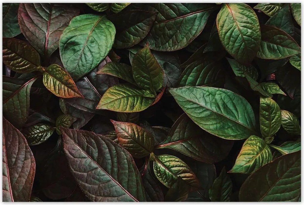 Poszterek 120x80 Trópusi levelek Levelek