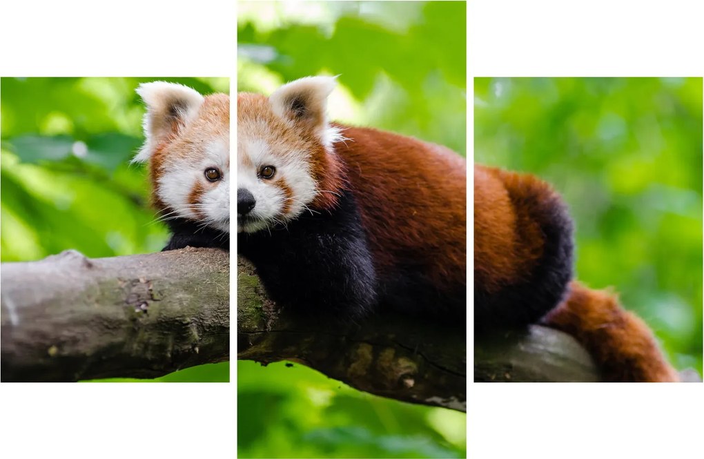 A vörös panda képe (90x60 cm)