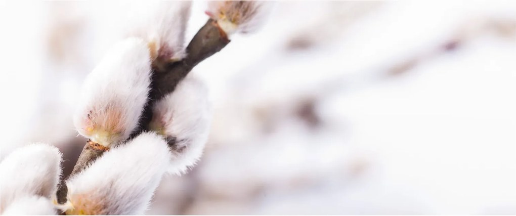 Kép - Macska (120x50 cm)