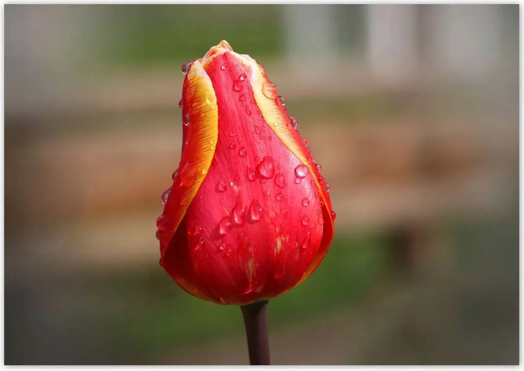 Poszterek 100x70 Piros-sárga tulipán