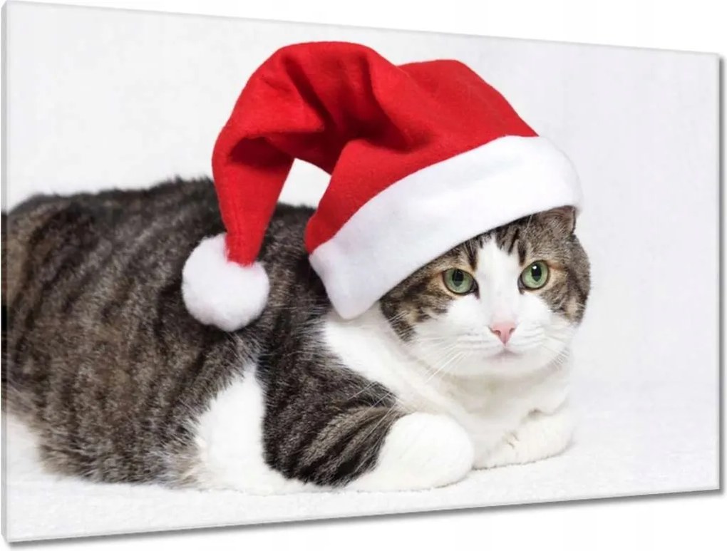 Képek 120x80 Cica Cicák Macskák