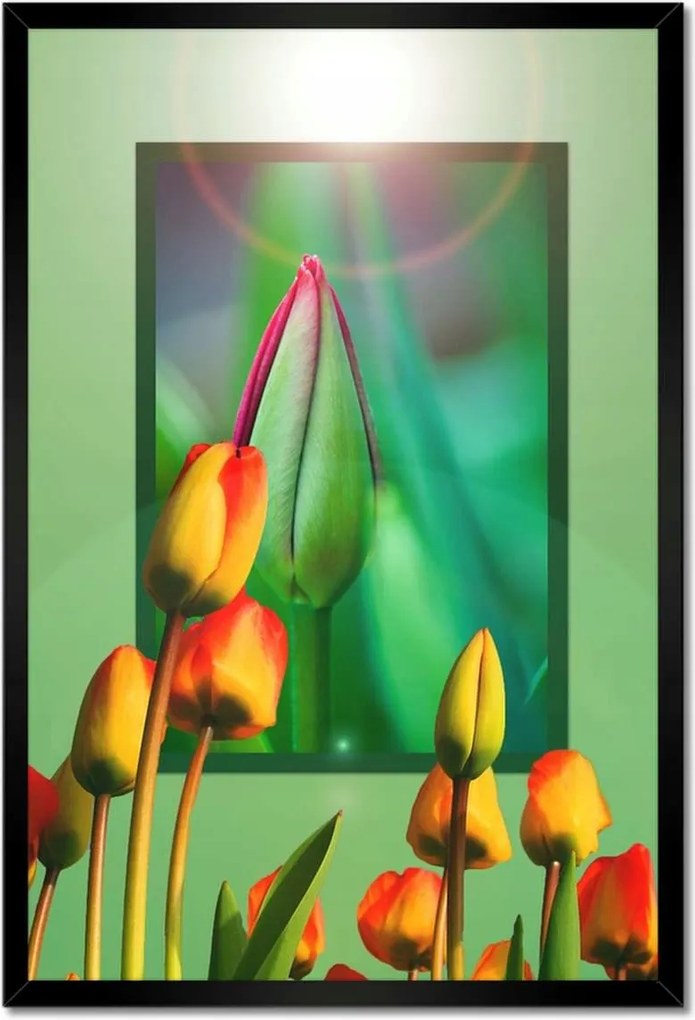 Poszterek keretben 40x60 Tulipánok Virágok