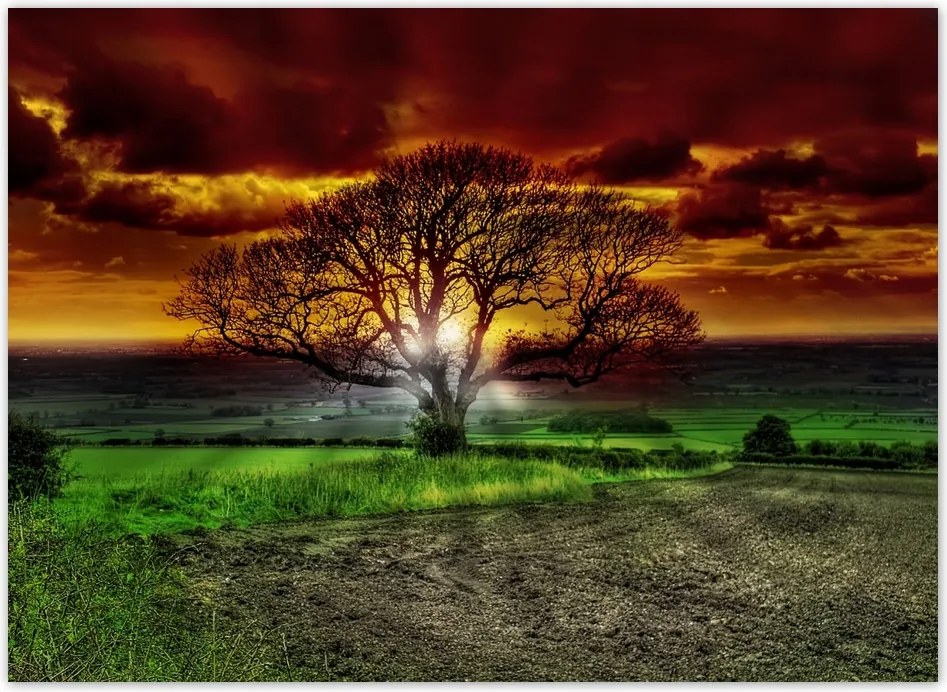 Fotótapéta flizelina 254x184 Varázslatos fa