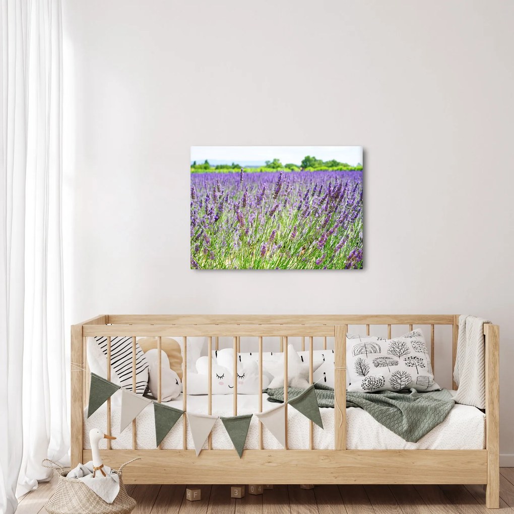 Egy mező képe a levendulával (70x50 cm)