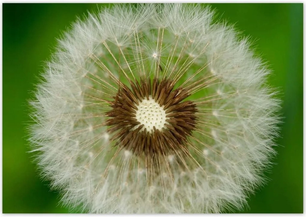 Poszterek 100x70 Pitypang Virág Virágok