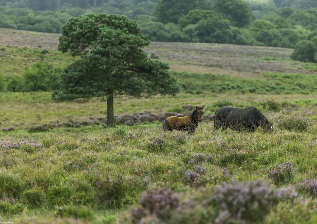 Poszter 42x29,7cm Vad lovak 2, Assaf Frank