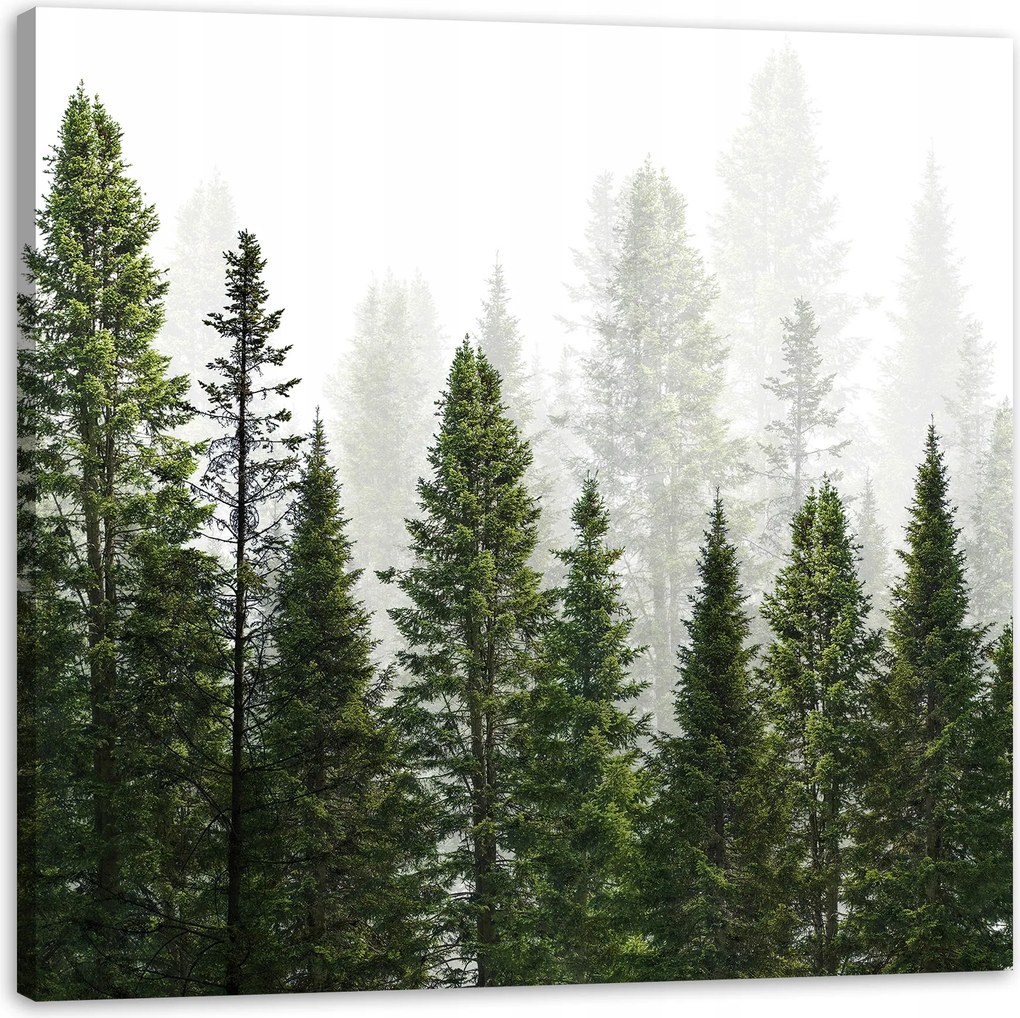 Vászonkép Esőerdő Természet Fák 90X90 cm Ajándéknak is tökéletes