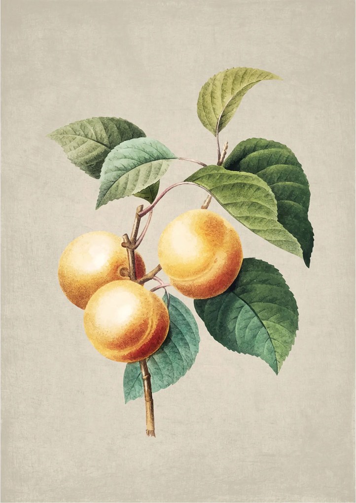 Botanikus poszter Retro Sárgabarack Konyha Poszter