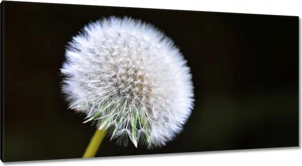 Vászonkép 115x55 Pitypang Virág Virágok