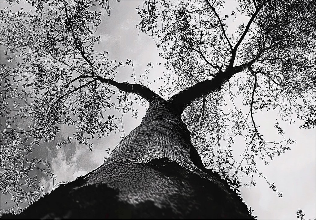 Fotótapéta Fa Fekete-fehér Erdő Hálószoba Nappali Tapéta Flizelina 150x105