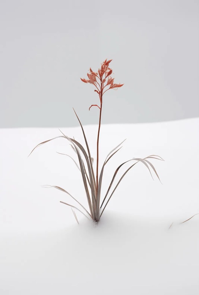 Poszter 61x90,5cm A természet finomsága