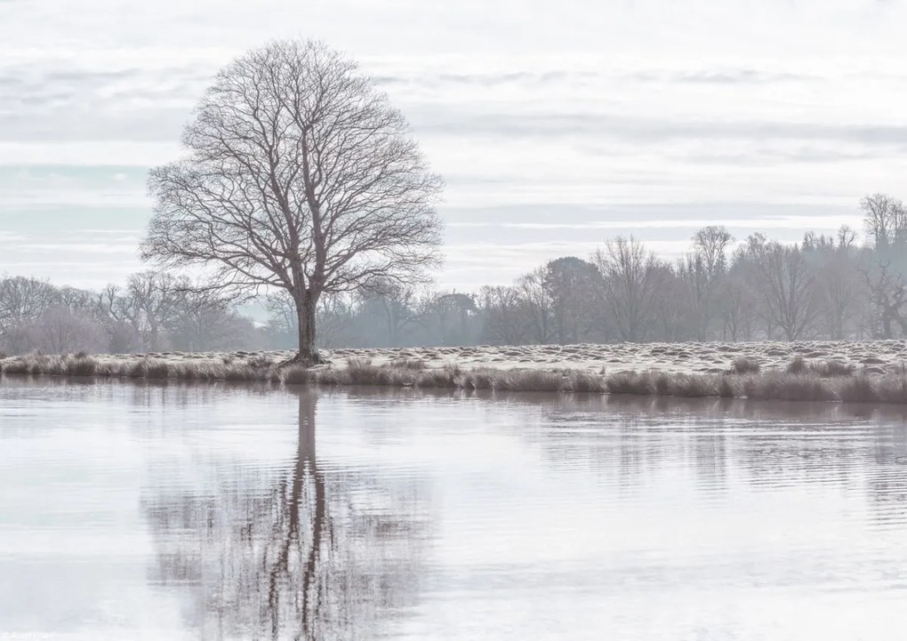 Poszter 29,7x21cm Fa tükröződése a tóban, Assaf Frank