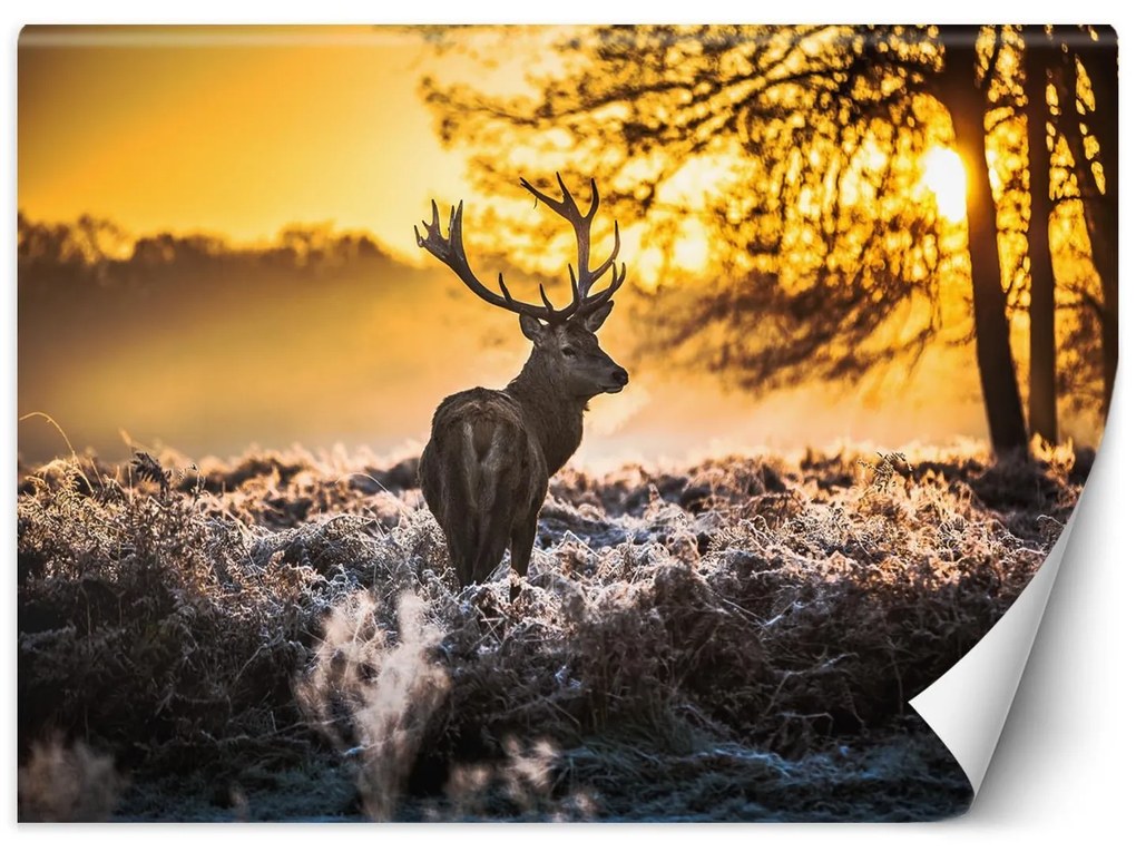 Gario Fotótapéta Szarvas a ködben Anyag: Vlies, Méret: 100 x 70 cm