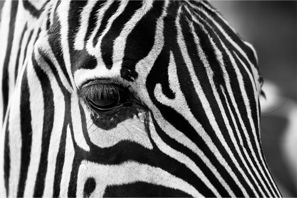 Zebra képe (90x60 cm)